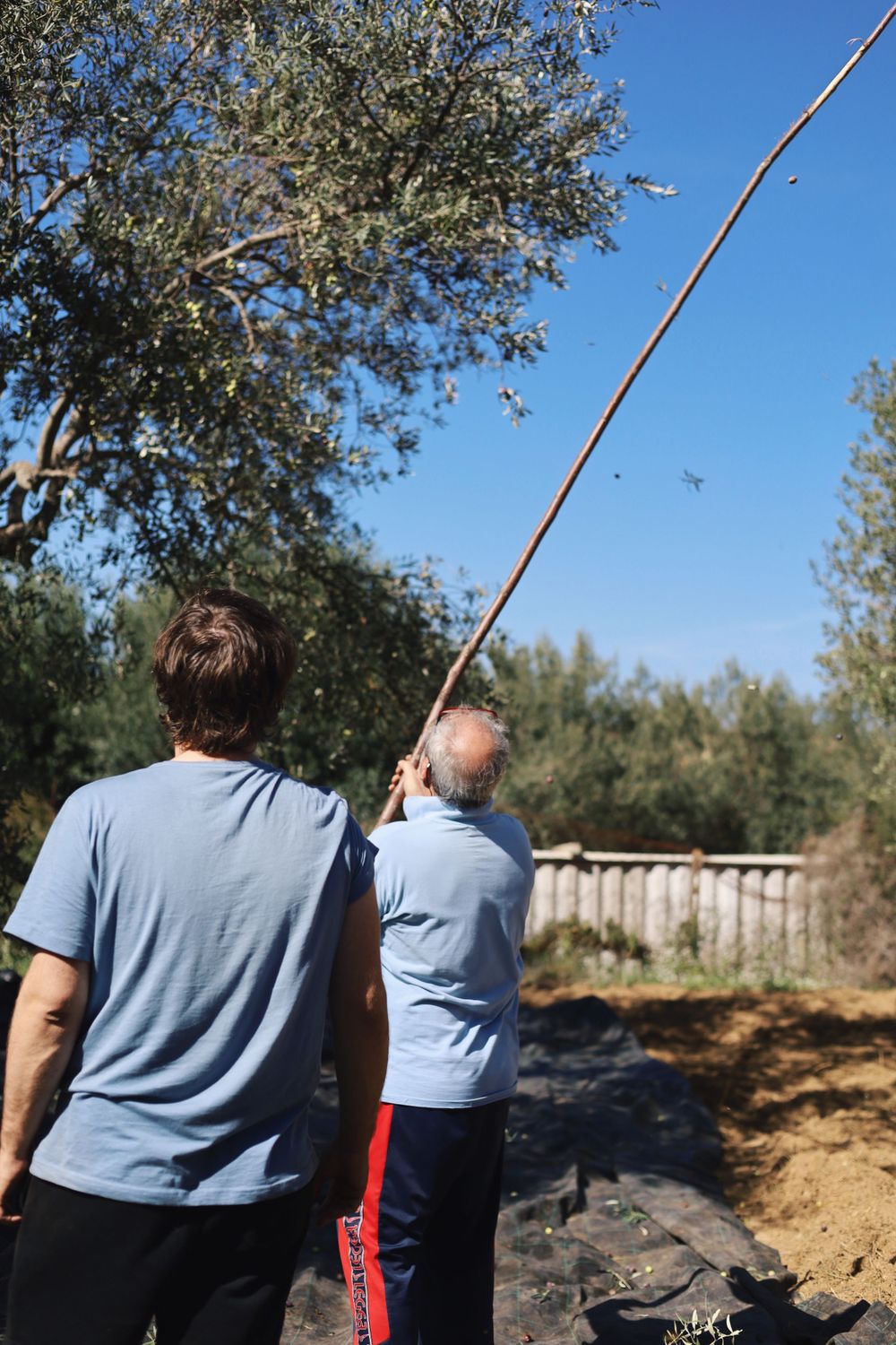 People harvesting olives using traditional long poles in an orchard.