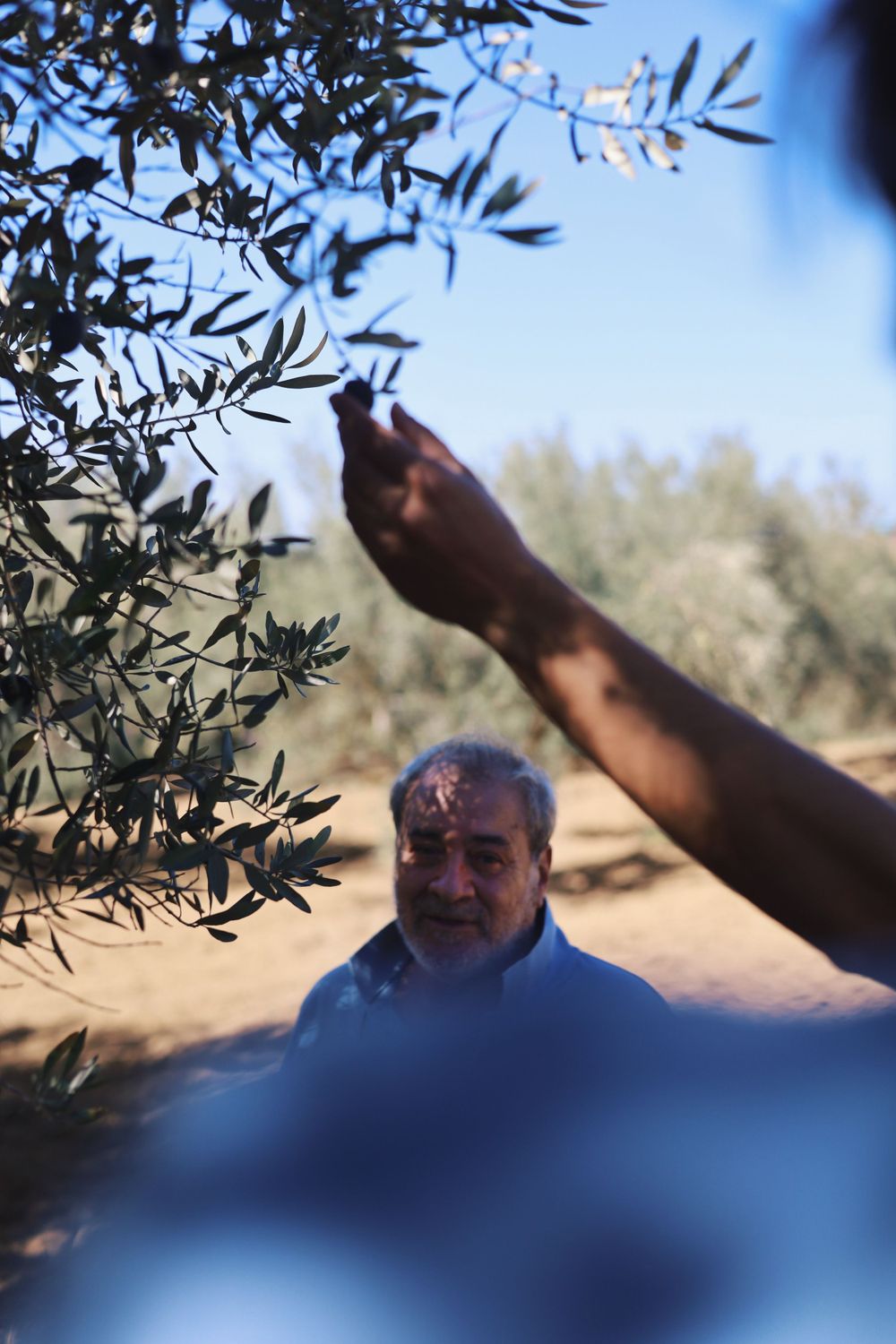 Harvesting olives from trees with branches swaying in sunlight.