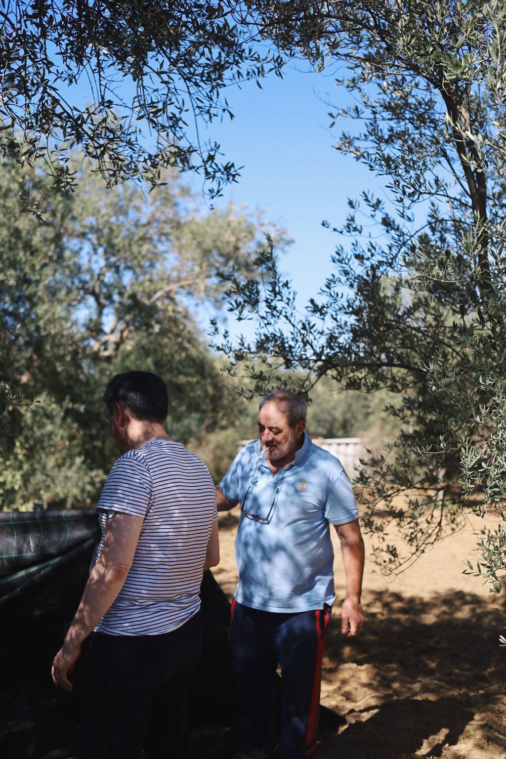 Workers collecting olives among trees in traditional harvest method.
