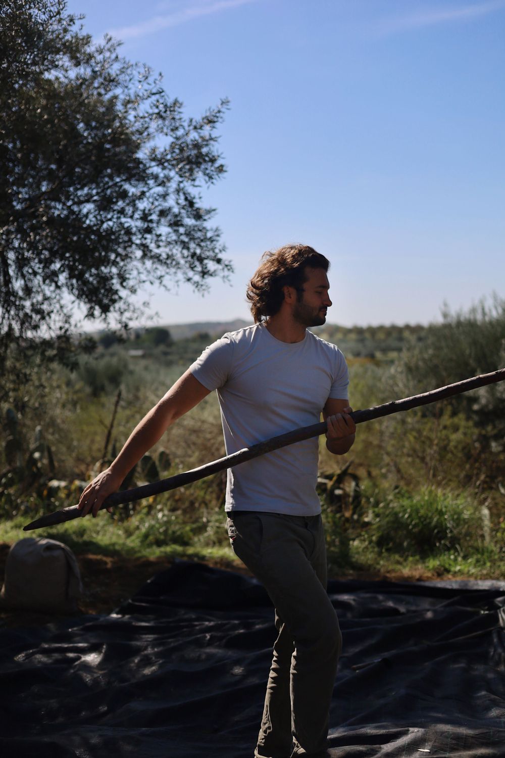Olive harvesting process shown through sequence of actions in sunny grove.