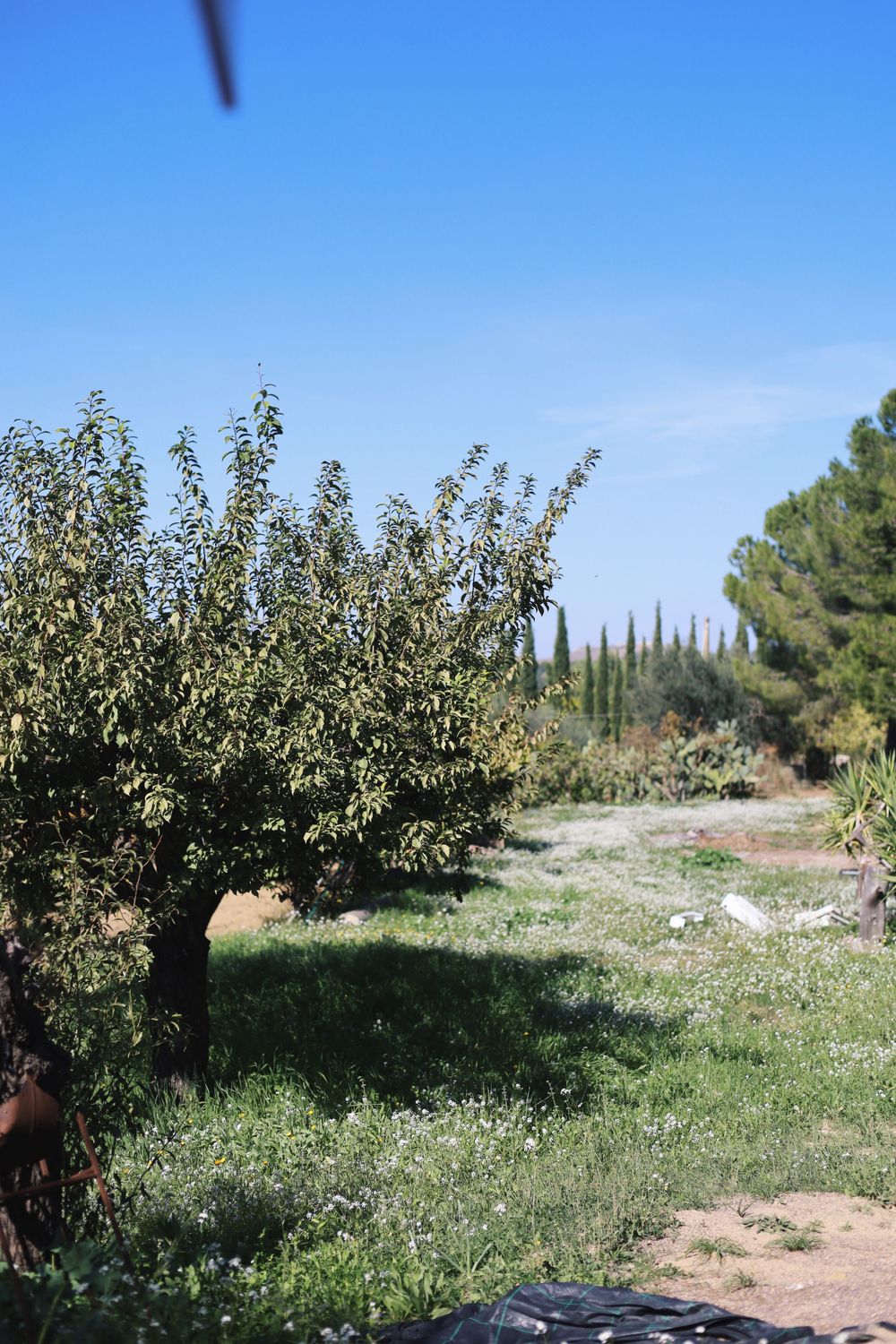 Pastoral view of an olive grove with rows of trees under bright blue sky.
