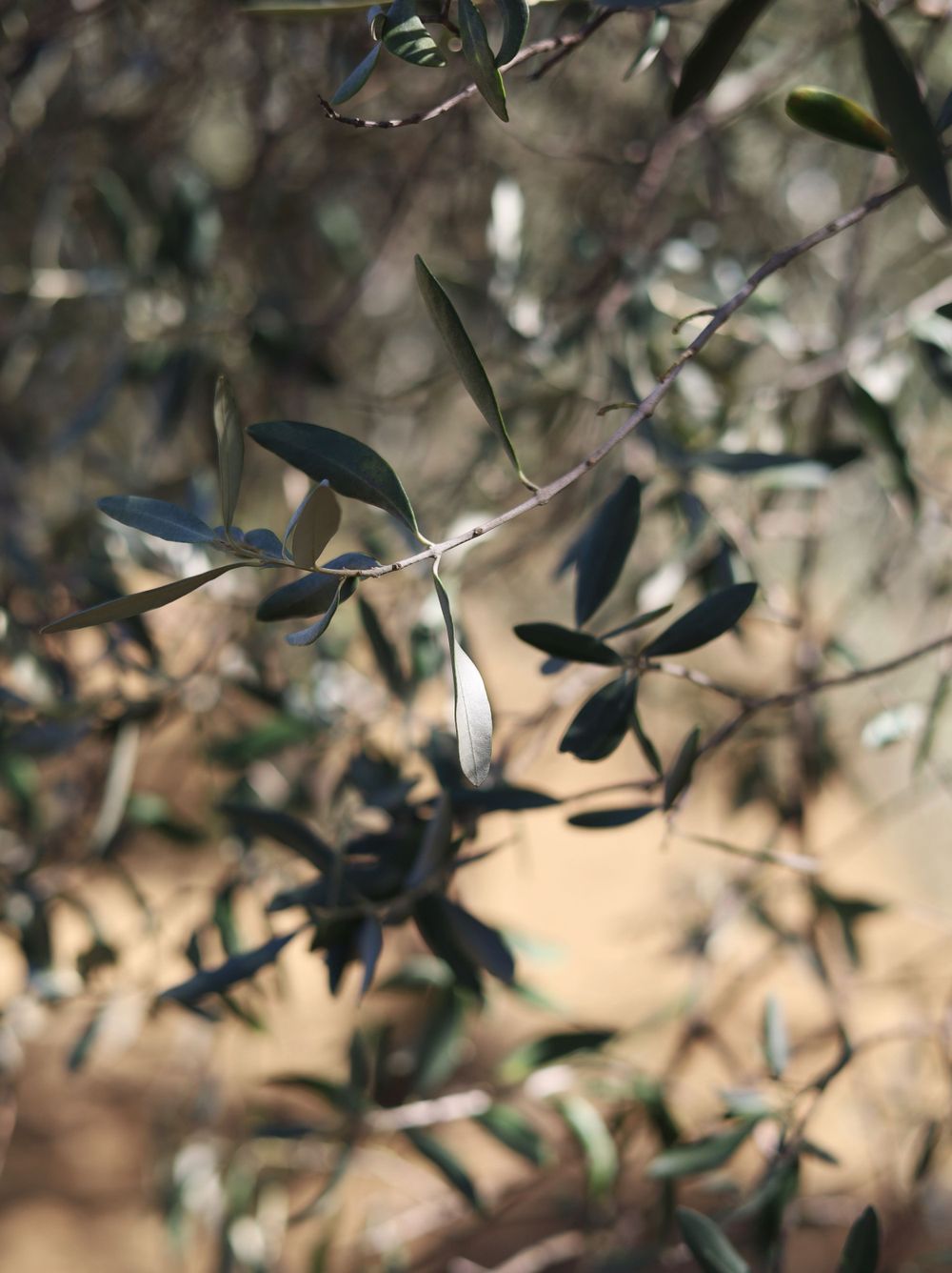 Abstract close-up of olive tree leaves with soft bokeh background.