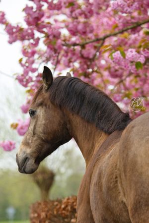 Voorjaarsdroom met je paard als middelpunt