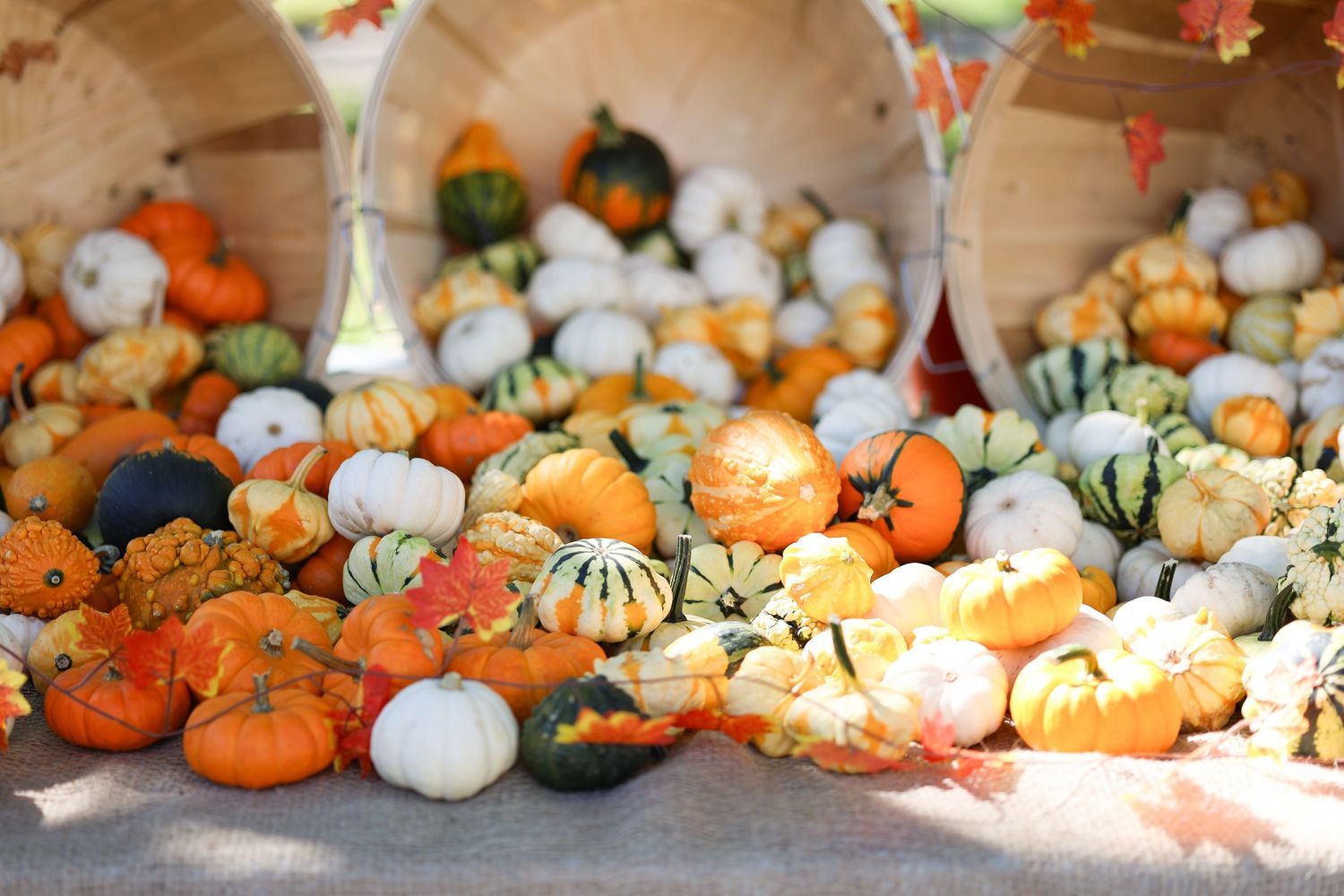 Colorful mini pumpkins and gourds in orange and white fill rustic wooden baskets.