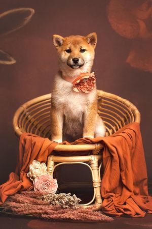 Best Las Vegas Pet Photographer