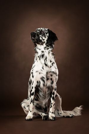 Black and white spotted English Setter dog sitting against dark brown studio background.