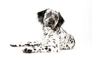 A black and white spotted Dalmatian dog lies on a white background in a regal pose.