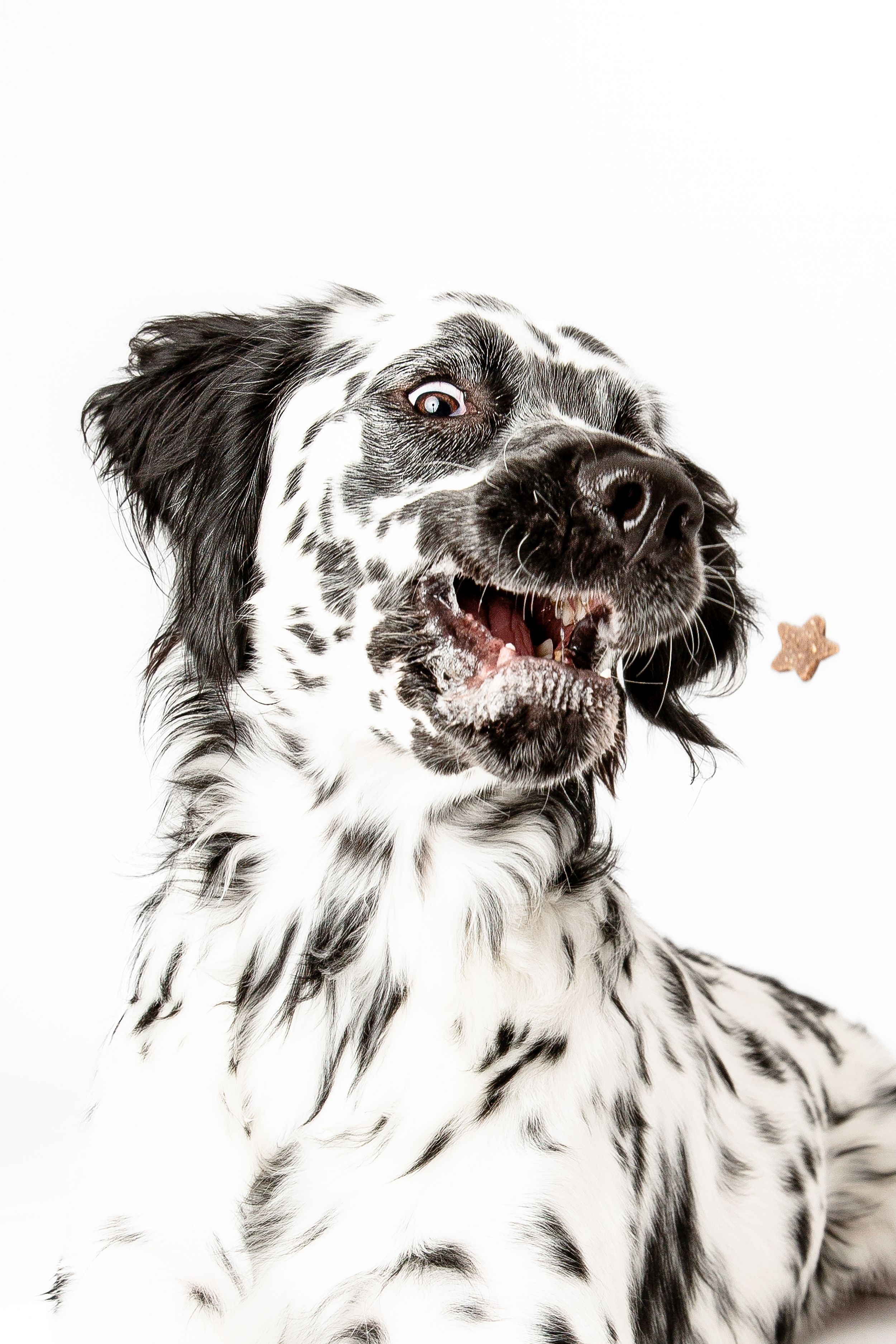 Black and white Border Collie dog with dramatic facial expressions in a series of five playful portrait photos.