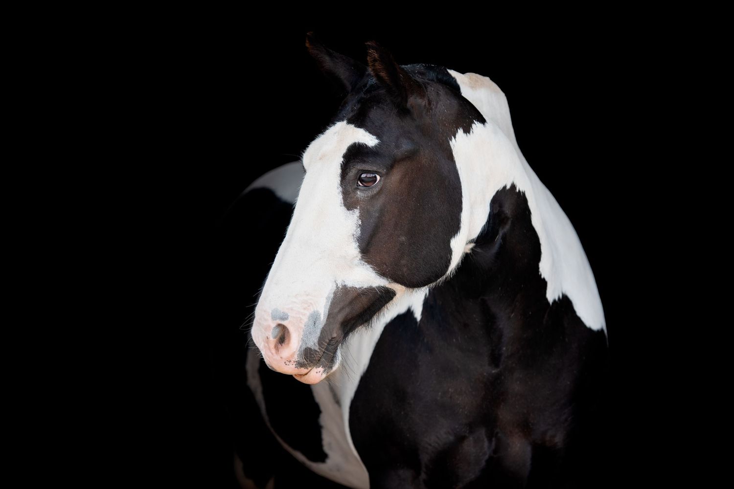 A striking black and white horse portrait set against a solid black background.