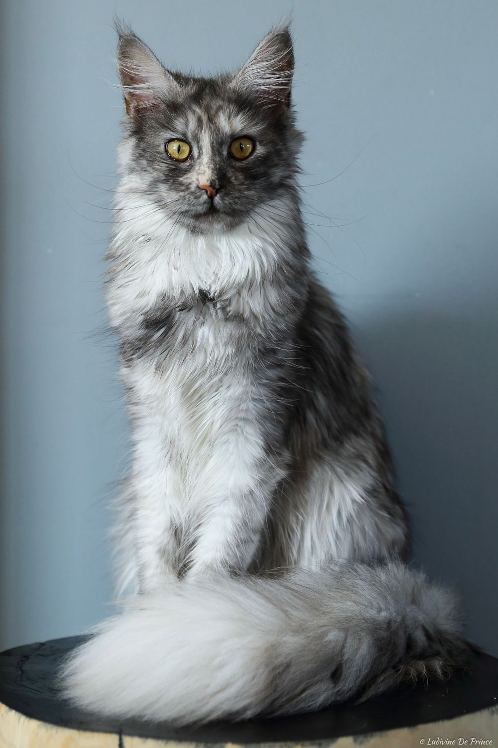 ludivine de prince photographie animal de compagnie professionnels chatterie maincoon
