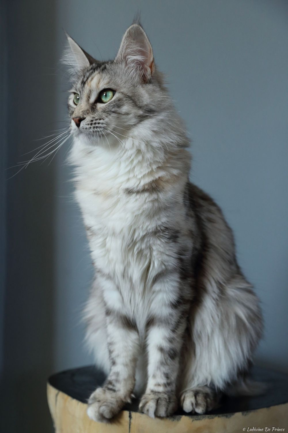 ludivine de prince photographie animal de compagnie professionnels chatterie maincoon