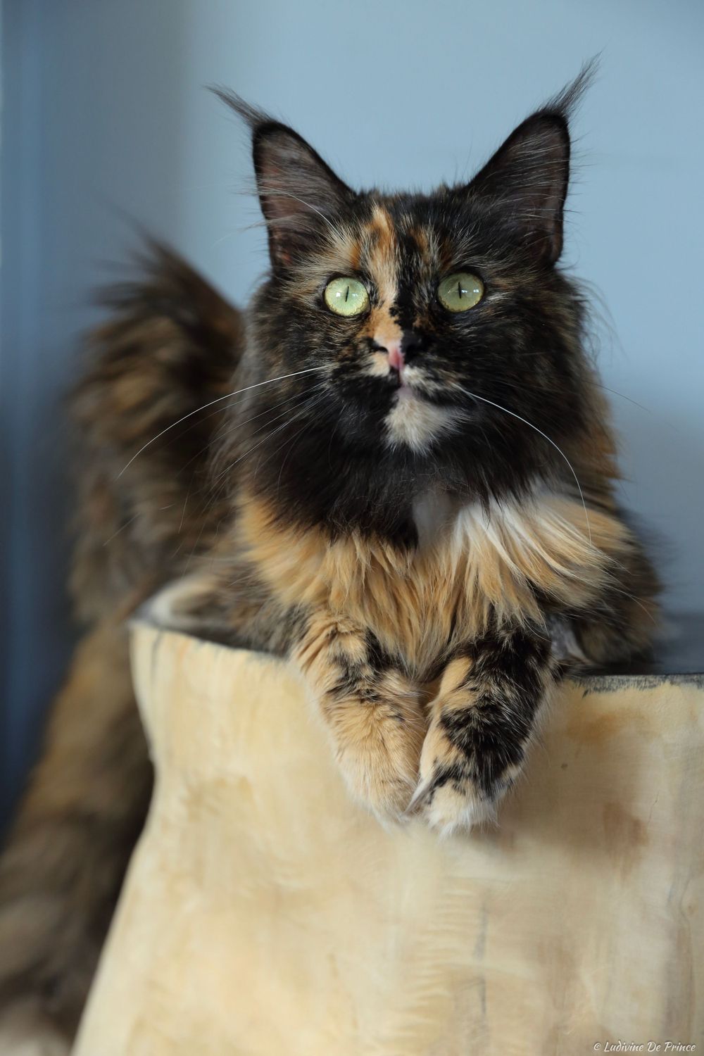 ludivine de prince photographie animal de compagnie professionnels chatterie maincoon