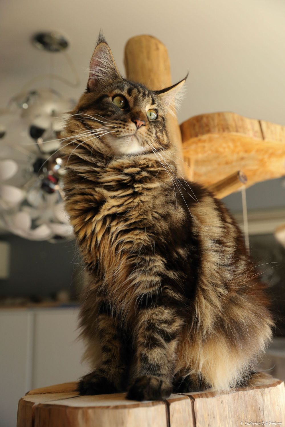 ludivine de prince photographie animal de compagnie professionnels chatterie maincoon