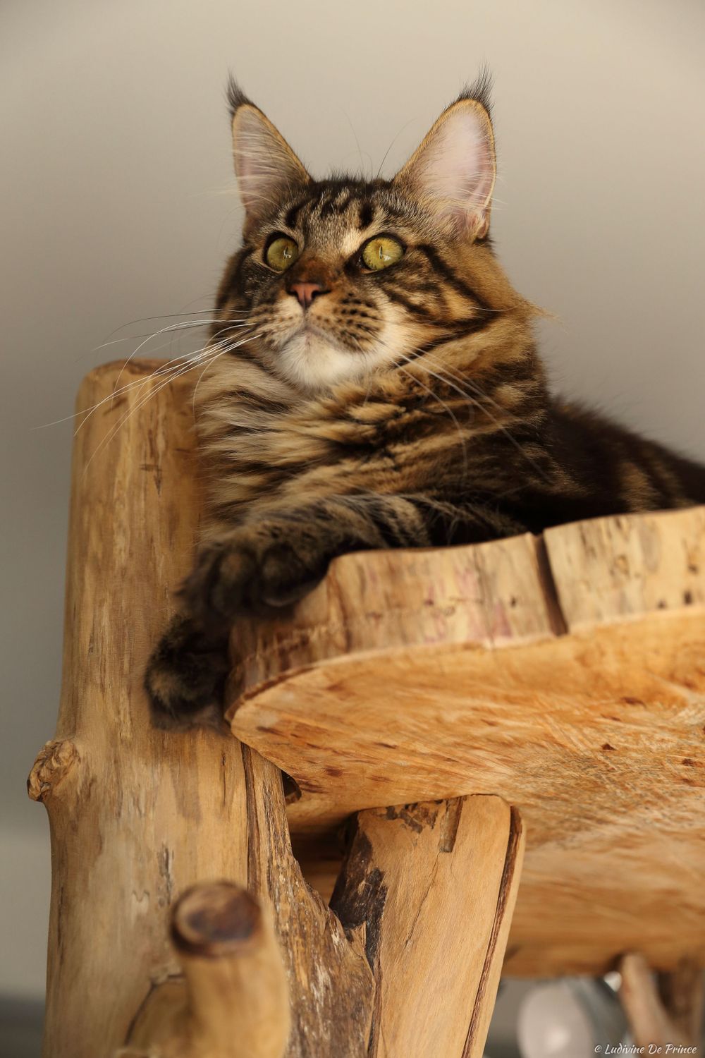 ludivine de prince photographie animal de compagnie professionnels chatterie maincoon
