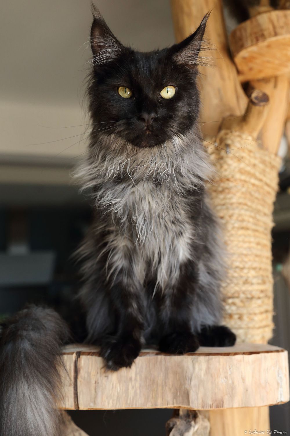 ludivine de prince photographie animal de compagnie professionnels chatterie maincoon