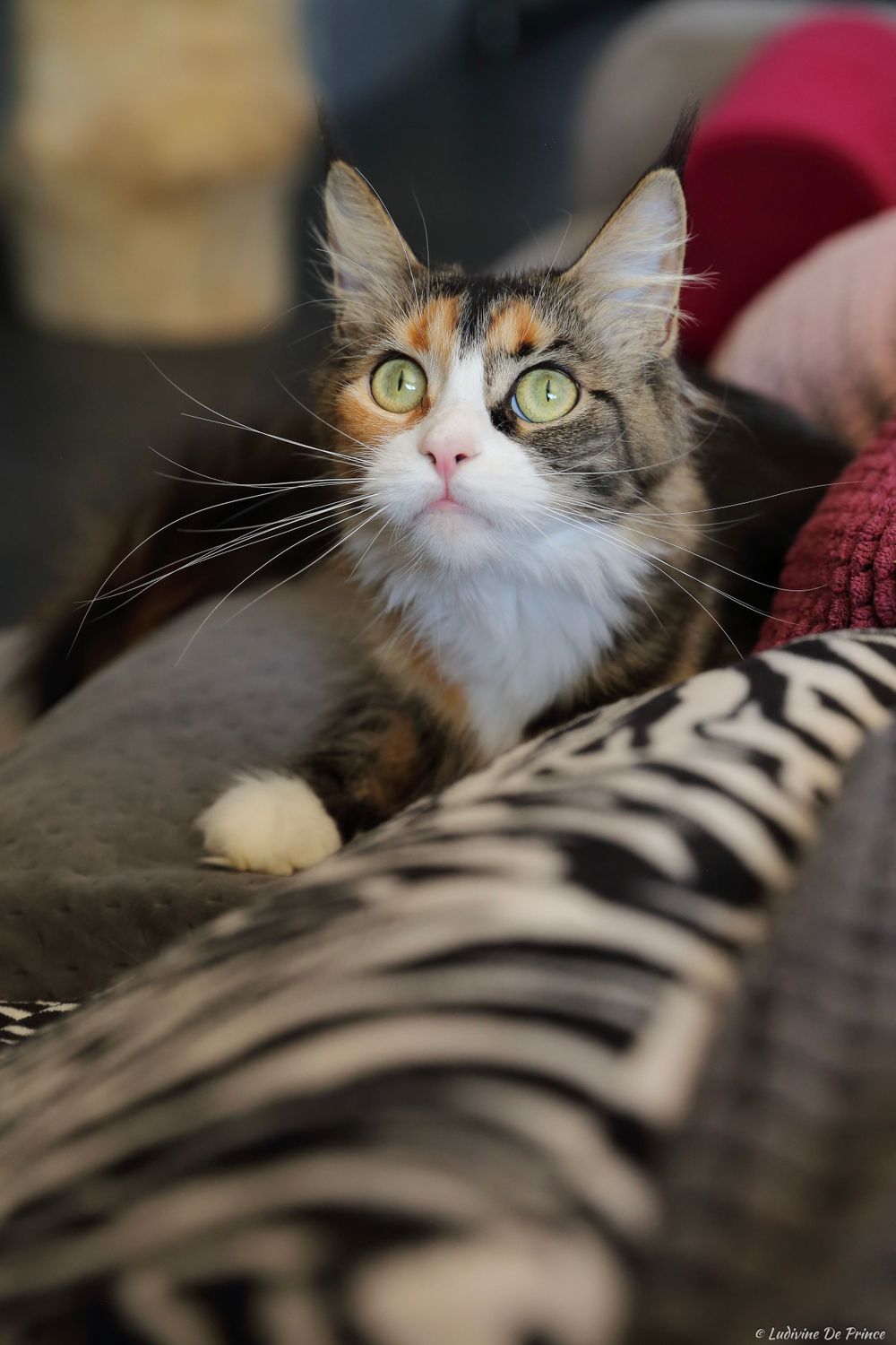 ludivine de prince photographie animal de compagnie professionnels chatterie maincoon