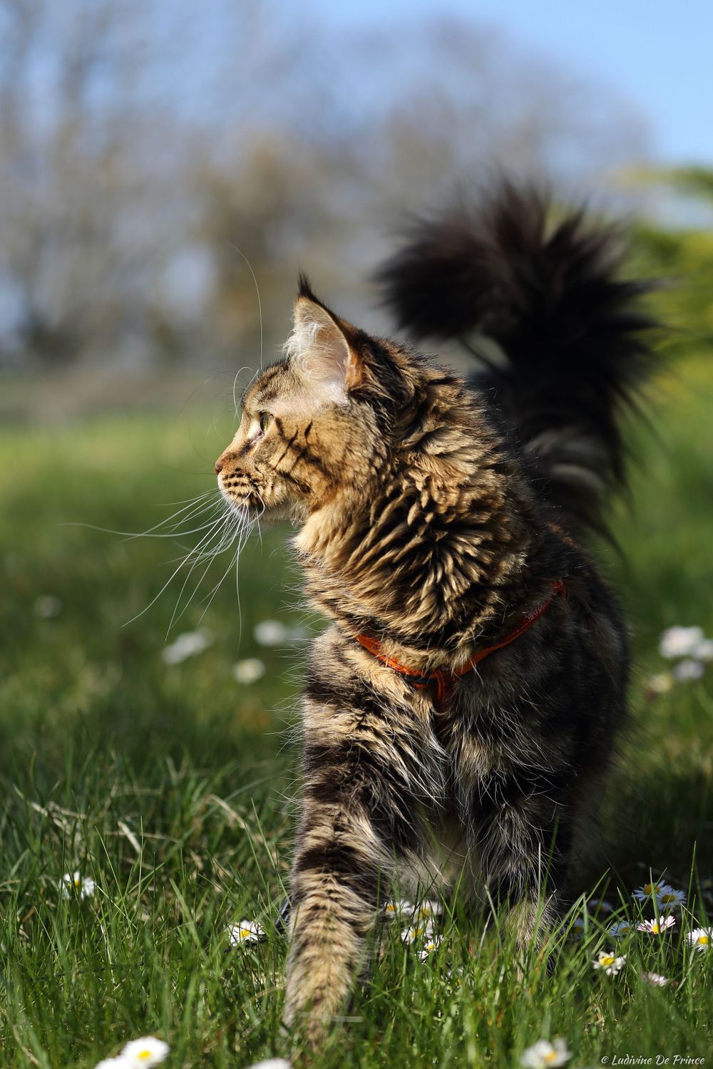 ludivine de prince photographie animal de compagnie professionnels chatterie maincoon