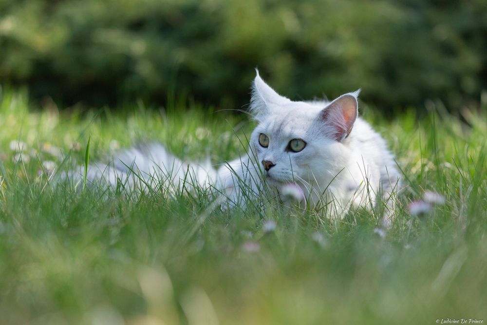 ludivine de prince photographie animal de compagnie professionnels chatterie maincoon
