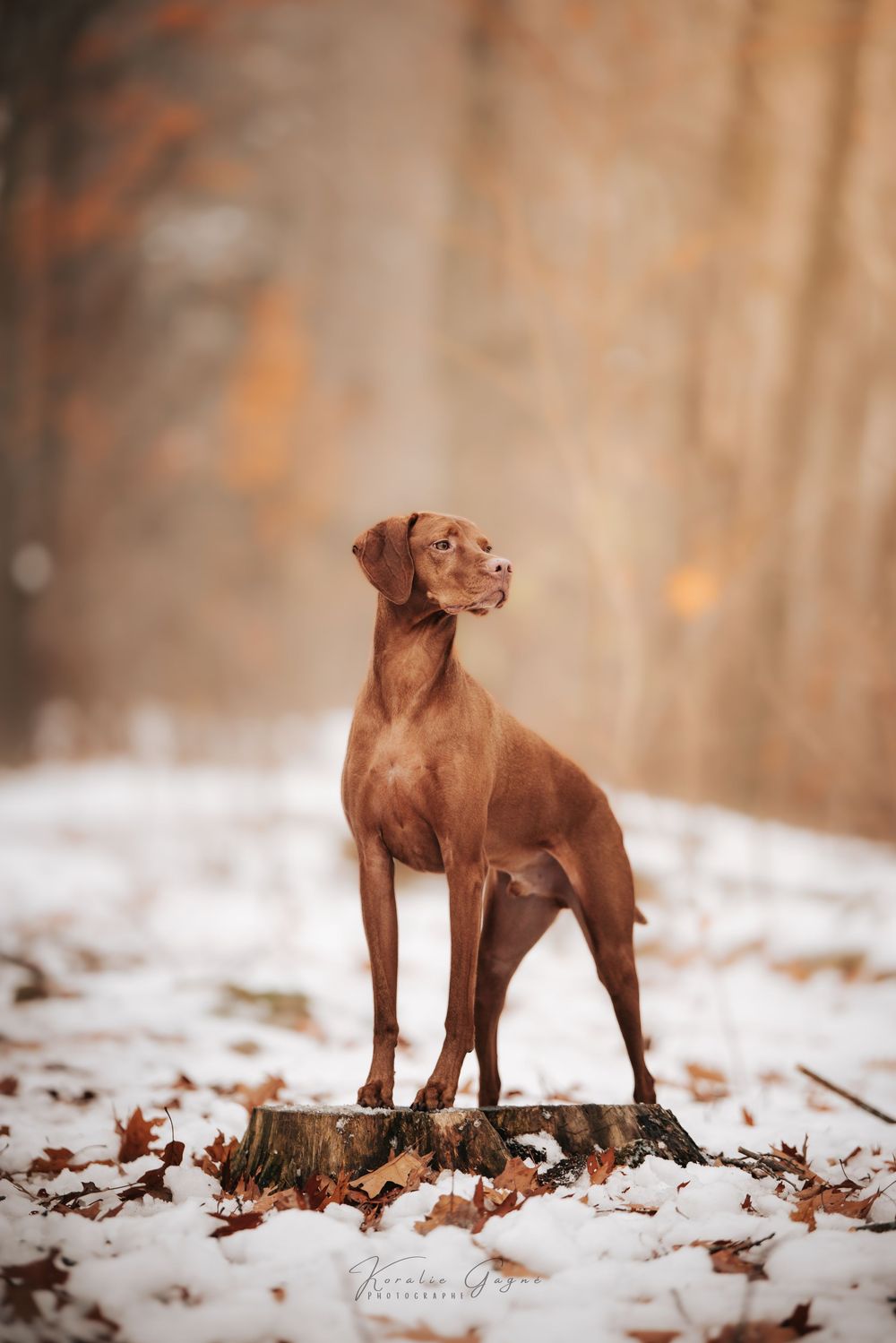 A regal Vizsla dog stands on a tree stump in a snowy forest with autumn leaves on the ground.