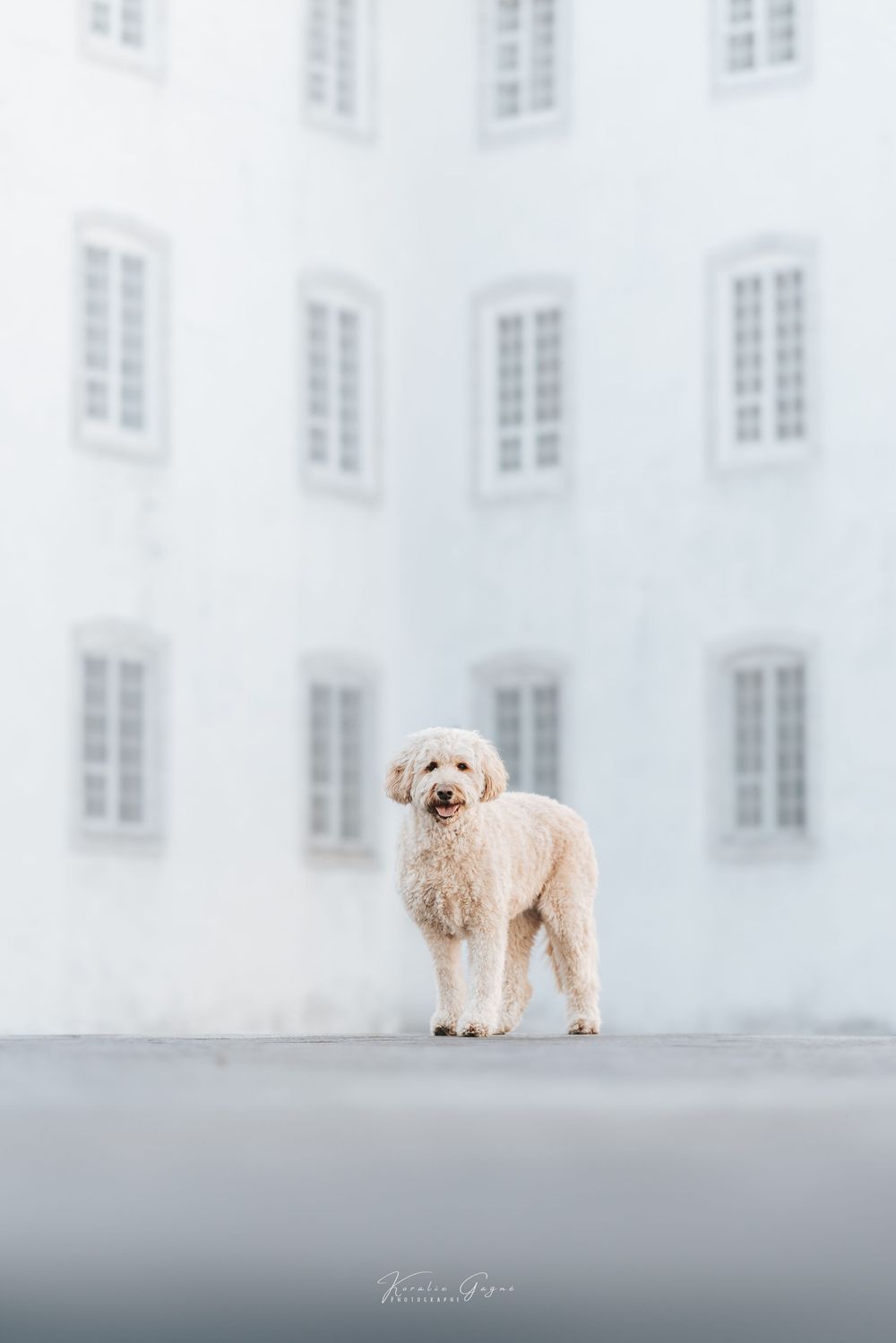 A fluffy white Goldendoodle dog stands on a surface before a blurred white building with rows of windows.