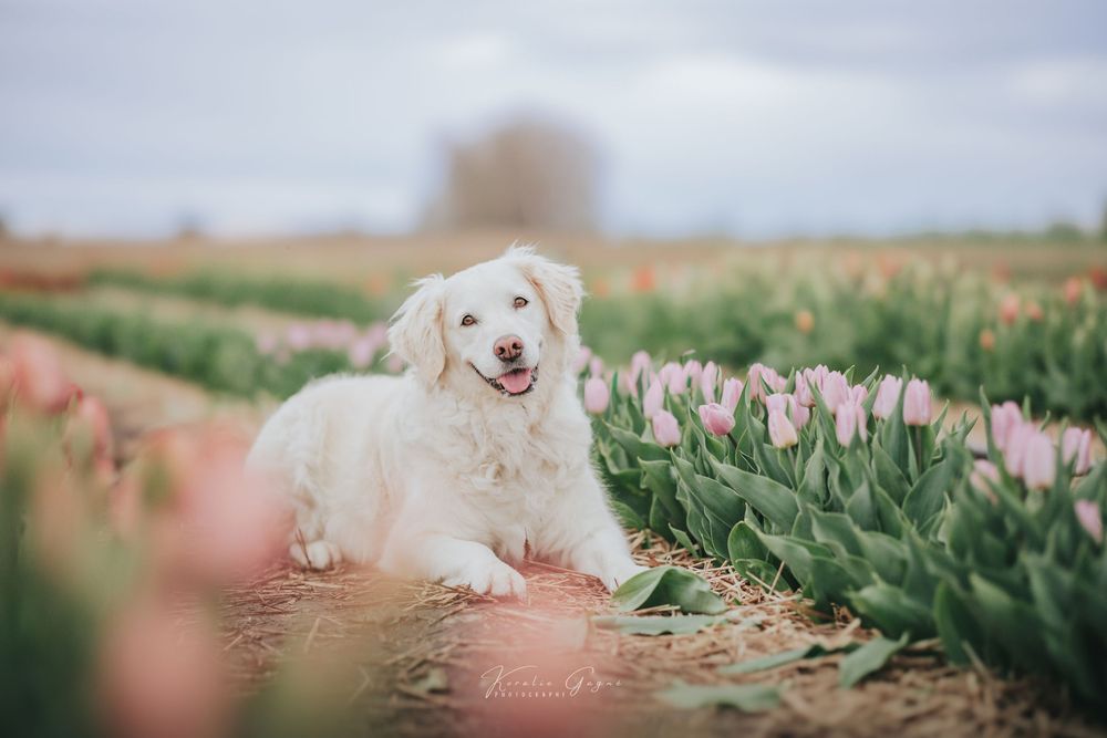 A fluffy white dog resting among rows of pink tulips in a blooming flower field under a cloudy sky.