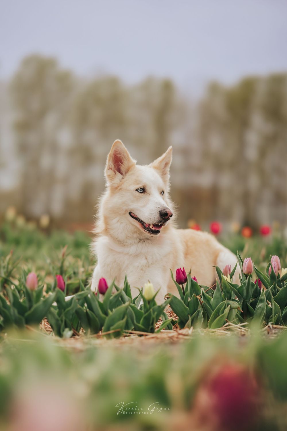 A white fluffy dog resting in a vibrant tulip field with pink and red blooms in soft natural light.