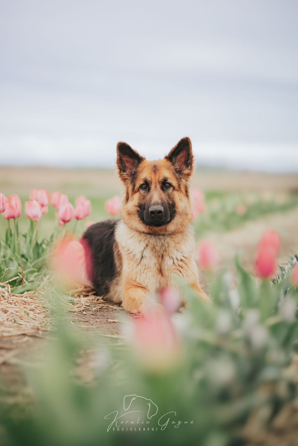 German Shepherd dog lying in a pink tulip field, looking alert with ears up, photographed by Kerstin Gagne.