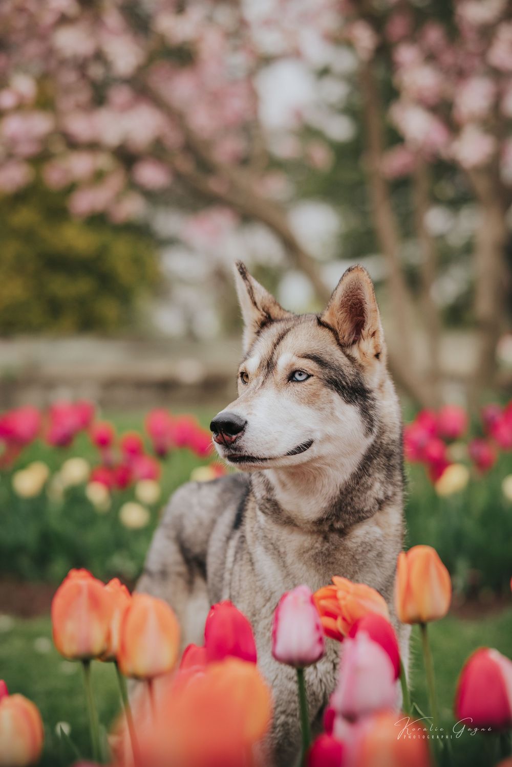 A Siberian Husky with blue eyes sits among colorful tulips with pink cherry blossoms in the background.
