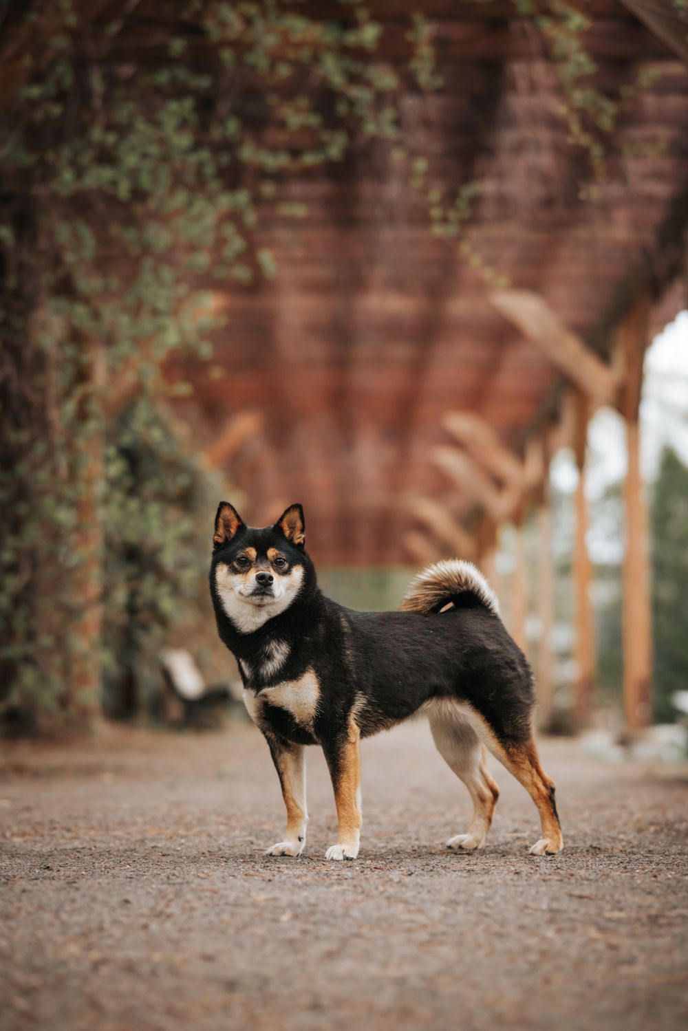 Black and tan Shiba Inu dog standing alert on gravel path under rustic wooden pergola with ivy.
