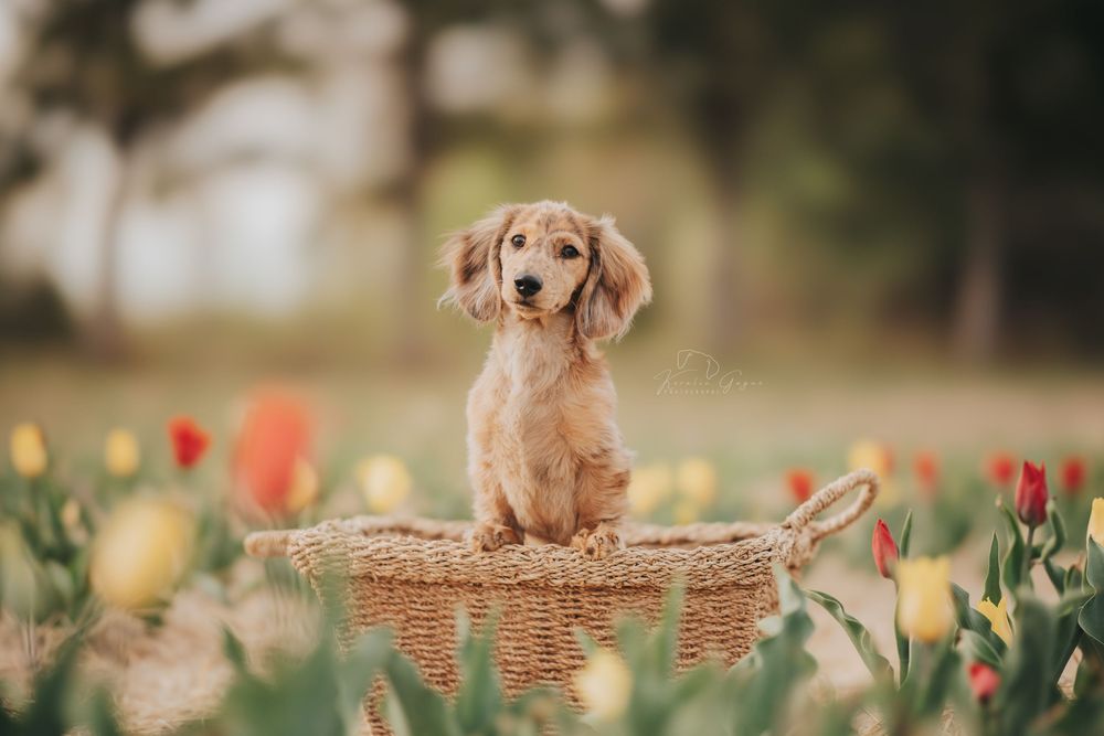 A cute golden dachshund puppy sits in a wicker basket surrounded by colorful red and yellow tulips in a garden.