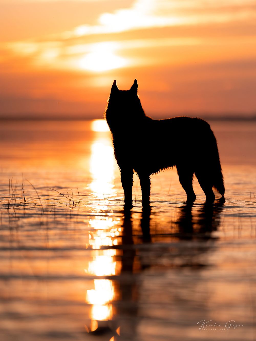 Silhouette of a dog standing in shallow water during a golden sunset with vibrant orange sky reflections.