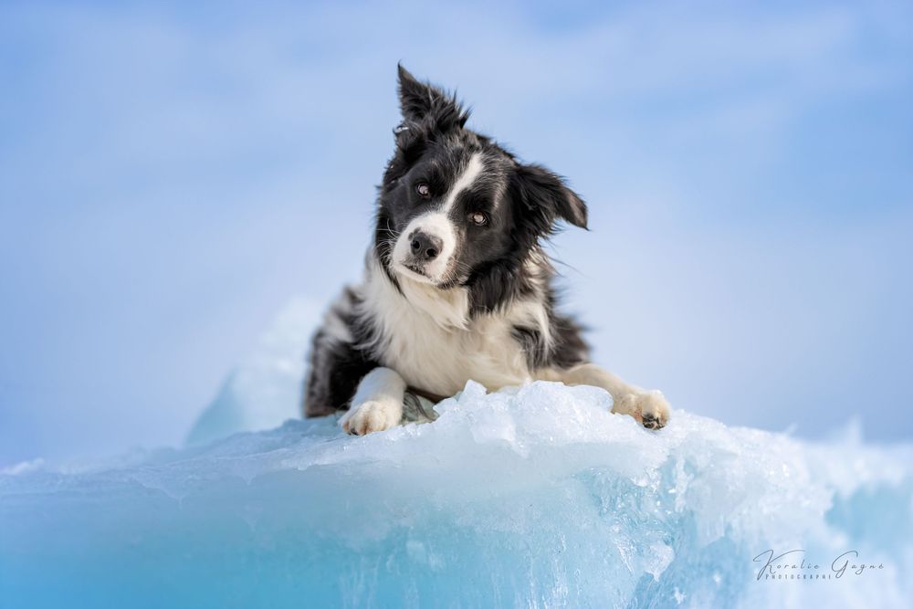 Border Collie dog resting on a blue ice block against a clear winter sky.