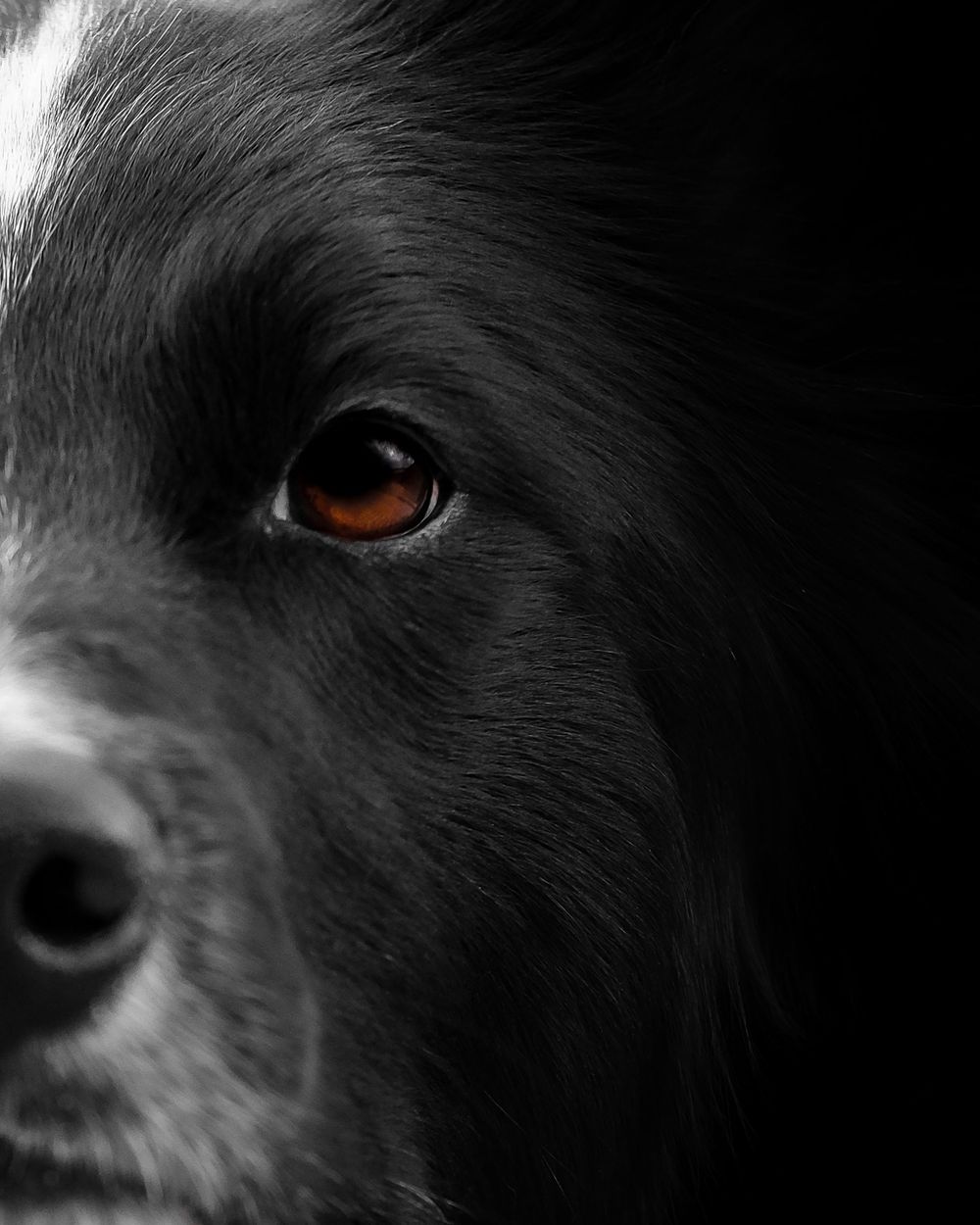 Close-up black and white portrait of a Border Collie with a striking amber eye against a dark background.
