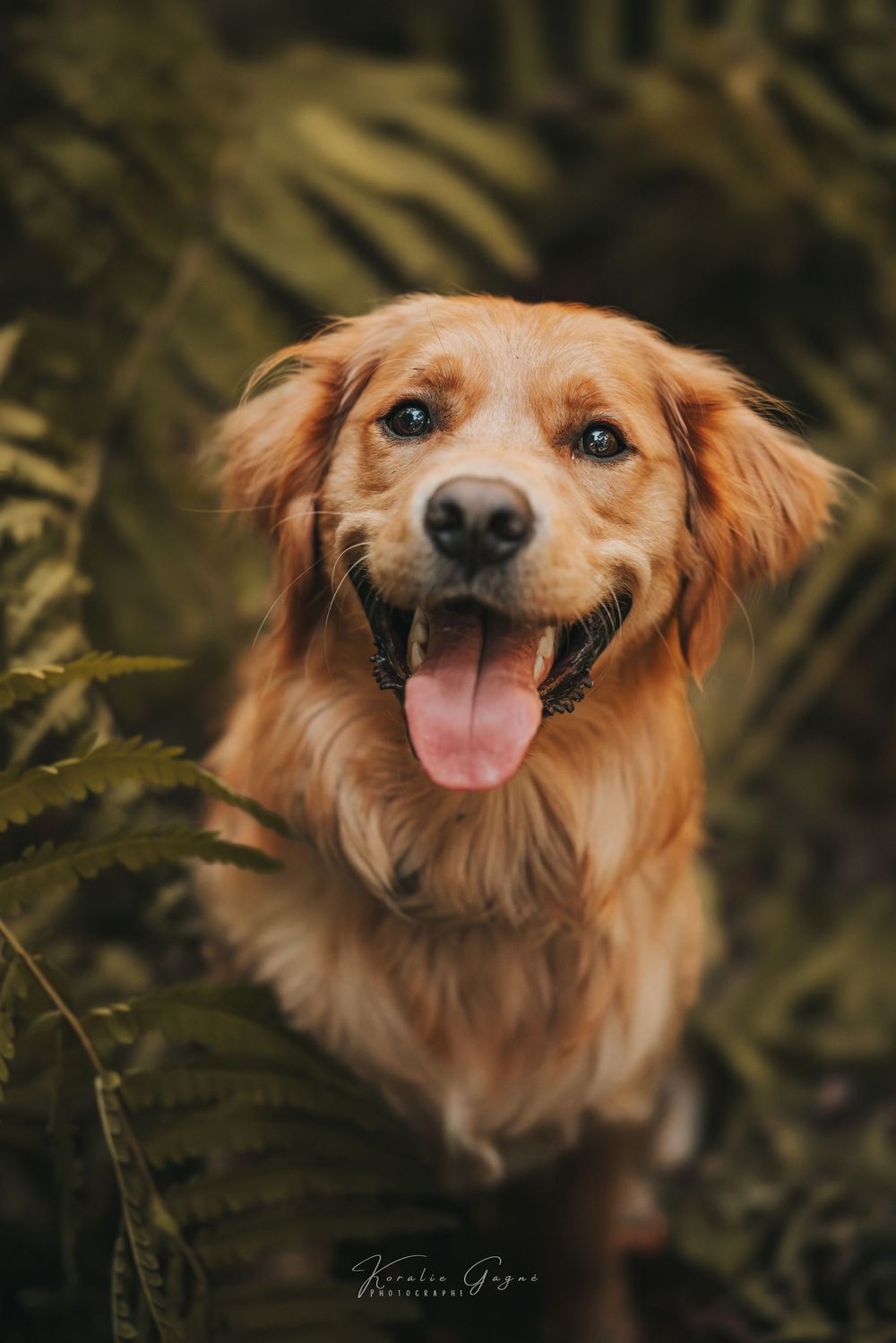 A happy golden retriever dog sitting among lush green ferns with tongue out, photographed in a forest setting.