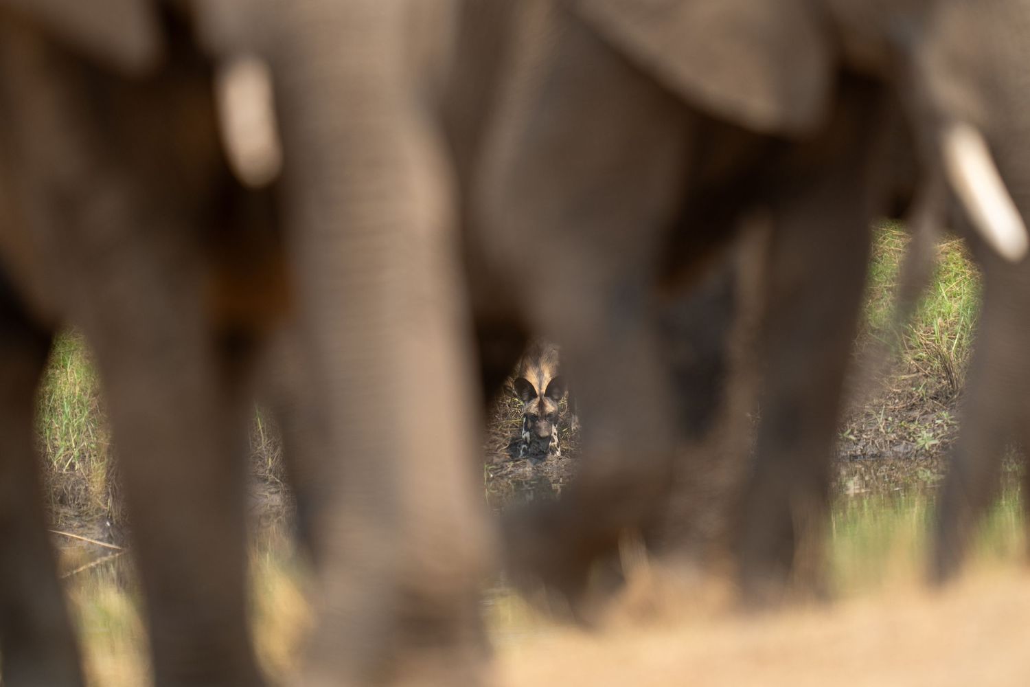 Blurred silhouettes of elephant legs with a subtle focal point of a wild dog in the background.