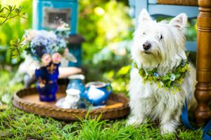 White West Highland Terrier wearing floral wreath poses in sunny garden setting.