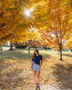 Beautiful autumn scene with golden leaves and sunlight streaming through trees.