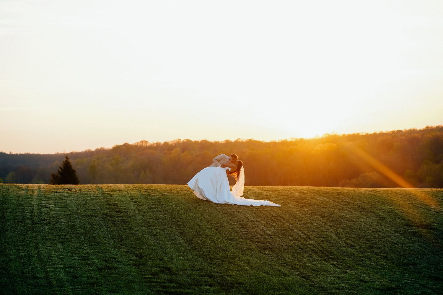 A couple walks through a golden field at sunset surrounded by grazing black cattle.