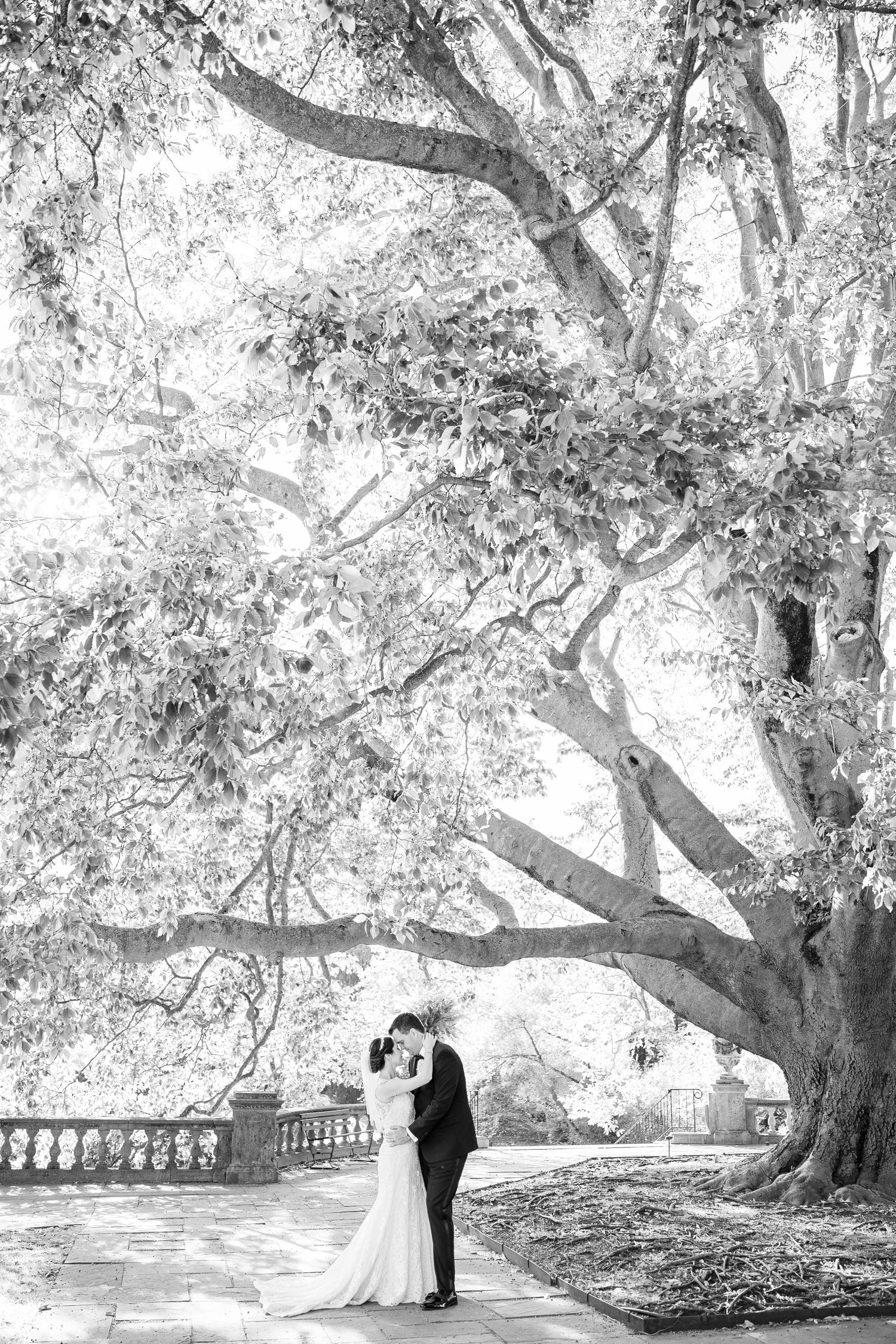 Bride and groom forehead to forehead under a tree in a park.