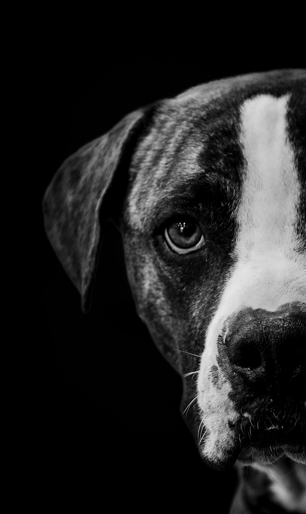 Black and white close-up portrait of pit bull face against dark background.