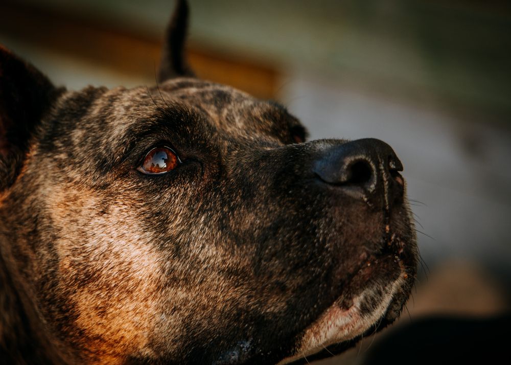 Close up profile of a pit bull's face showing its dark brindle coloring.