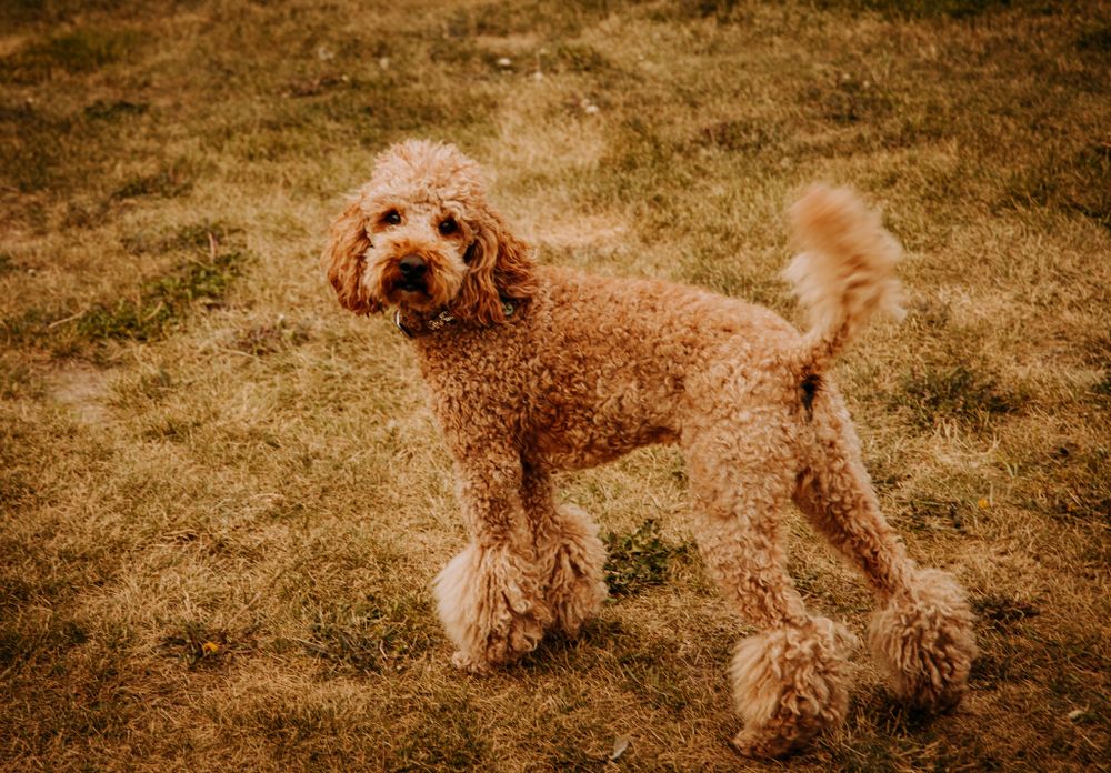 Fluffy goldendoodle dog standing on grass with curly reddish-brown fur.