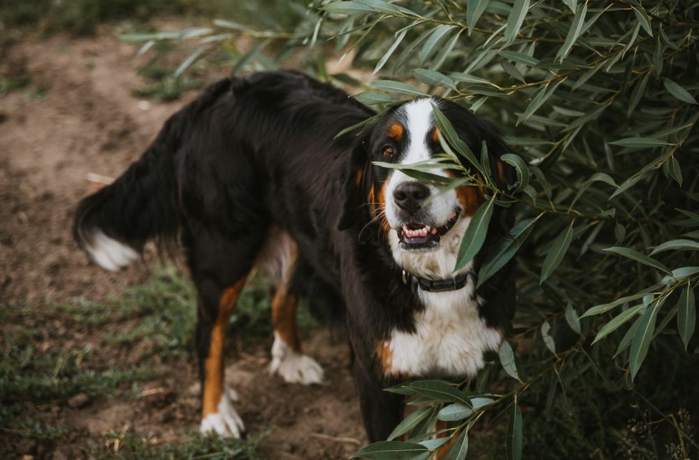 Happy Bernese Mountain Dog smiling while playing in bushes.