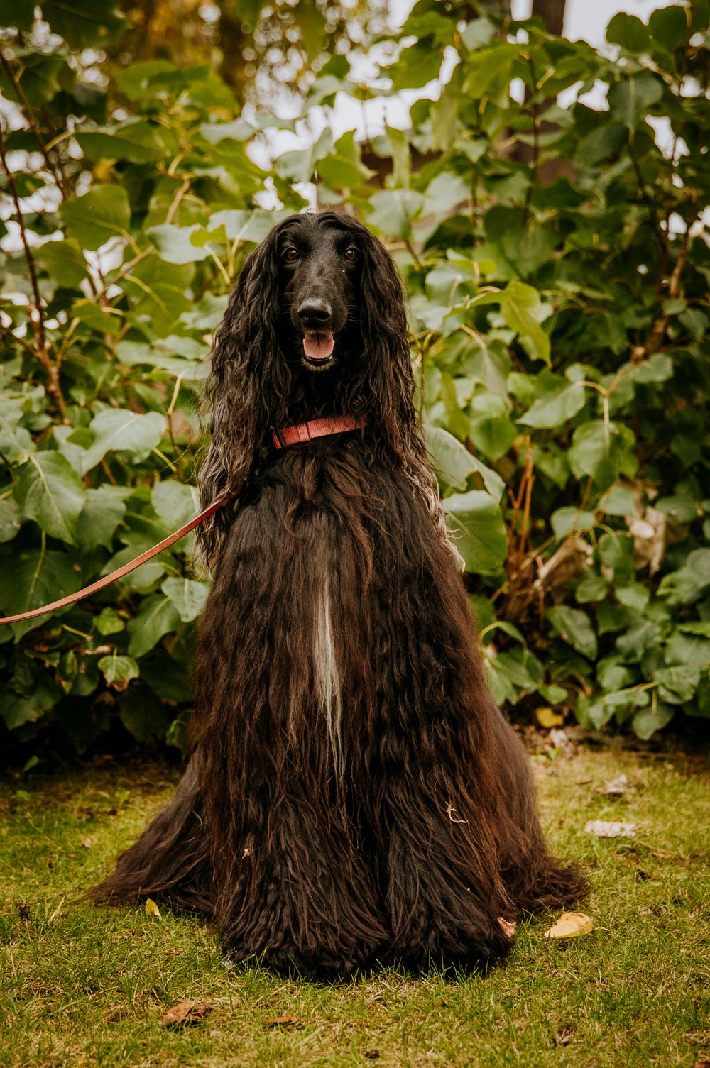 Majestic Afghan Hound with long flowing black coat standing in garden.