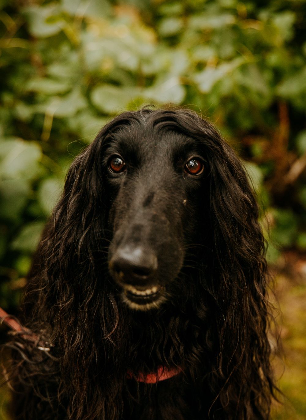 Close-up portrait of black Afghan Hound with long silky fur against green foliage.