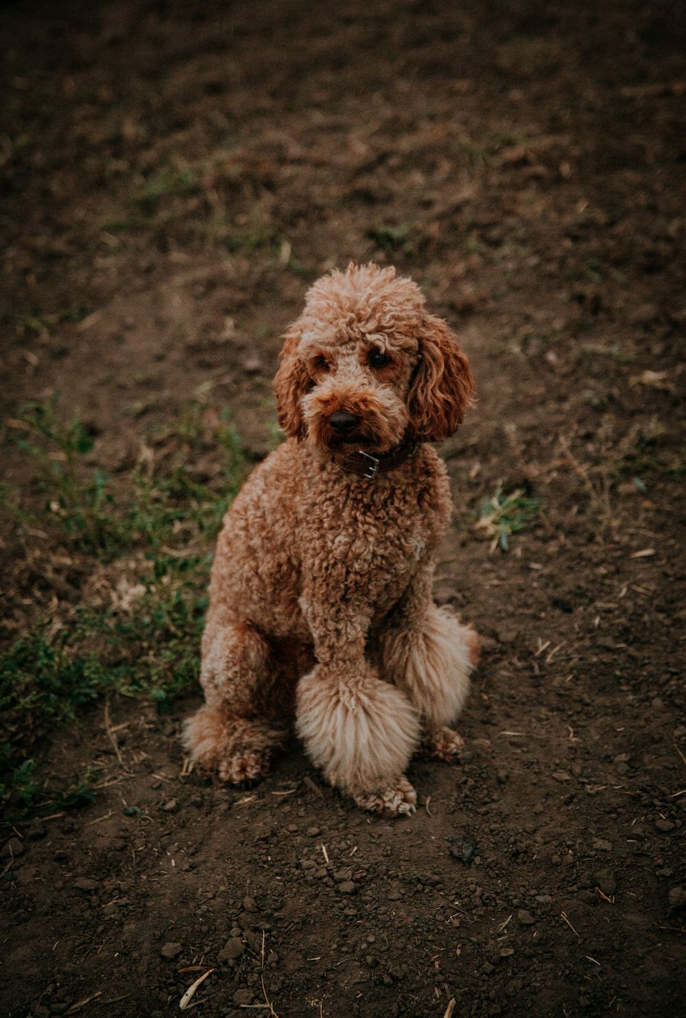 A fluffy brown goldendoodle dog sitting attentively on dirt ground.