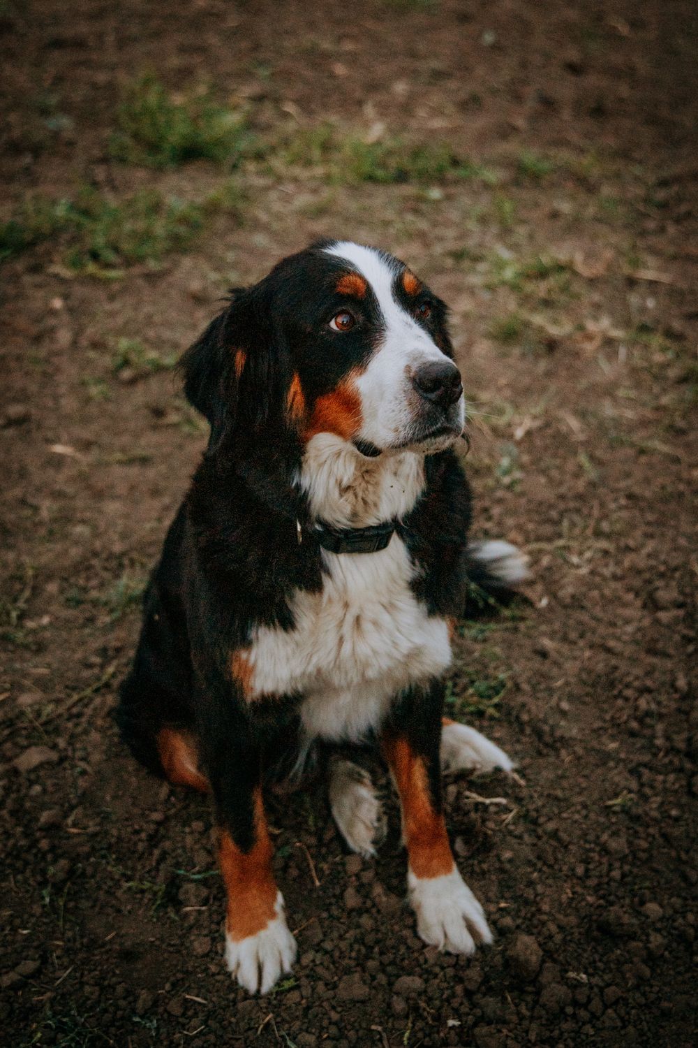 A majestic Bernese Mountain Dog sits alert on brown earth with a noble expression.
