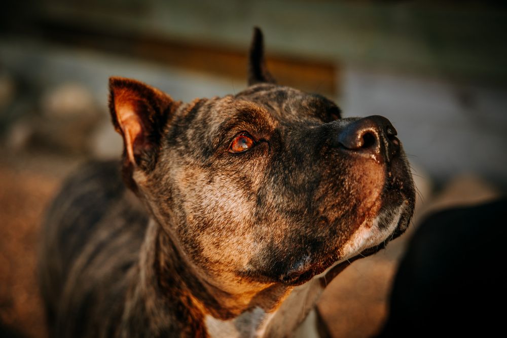 Close up side profile of a pit bull's face in warm lighting showing detailed features.