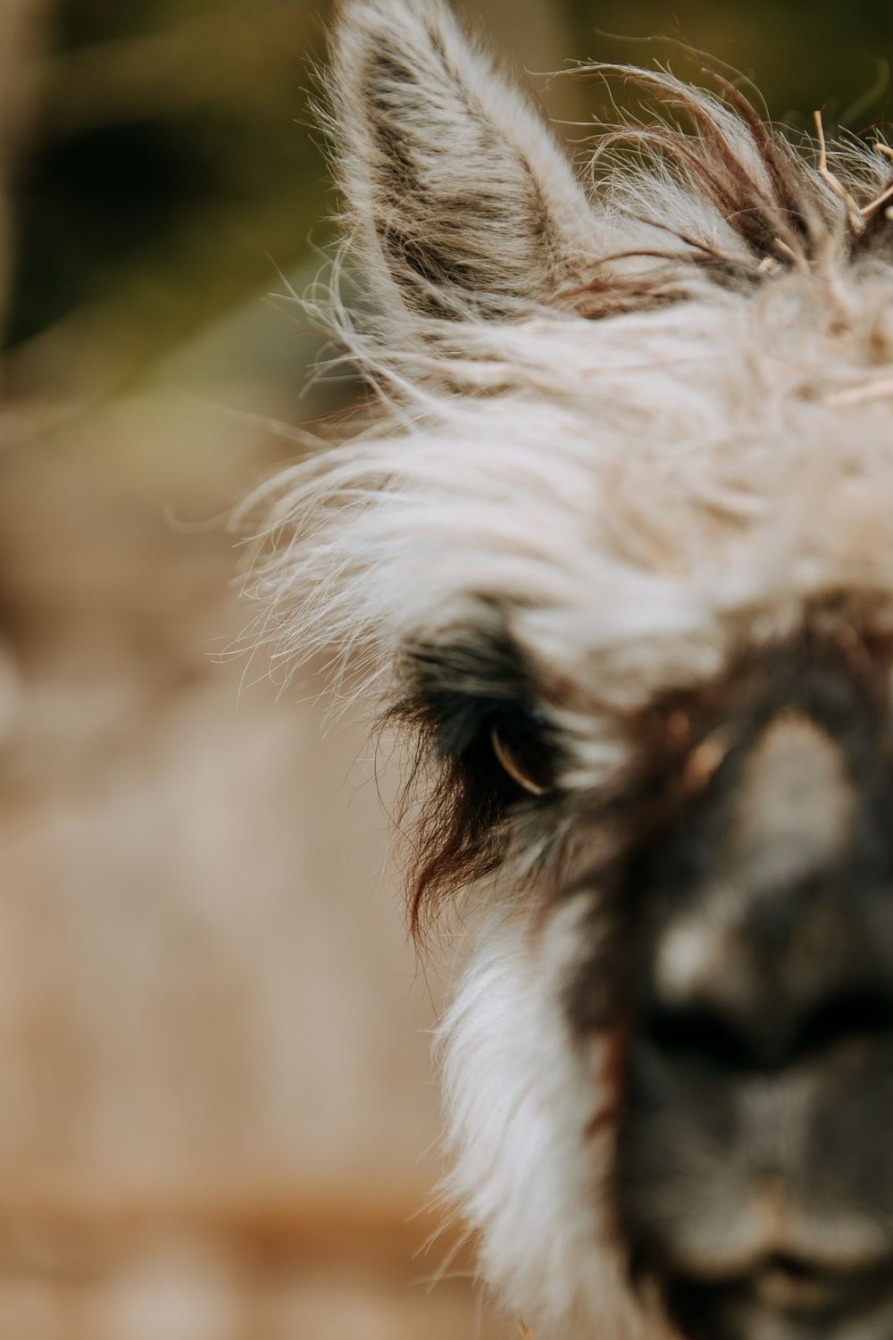 Artistic close-up shot of a llama's fuzzy white fur and dark nose.