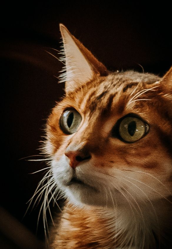 Close-up of ginger cat with striking green eyes in dramatic lighting.